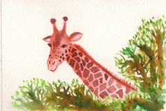 giraffe-2